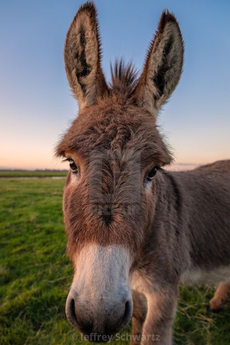 "A Color Donkey Portrait at Sunset, California, USA" by Jeffrey Schwartz - $7.41 Donkey Photoshoot, Donkey Aesthetic, Aesthetic Donkey, Donkey Portrait, Animalia Kingdom, Mules Animal, Farm Aesthetic, Sunset California, Mini Donkey