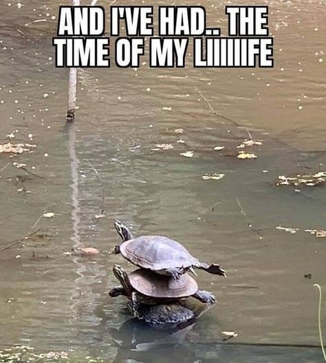 Turtle Meme, Turtle Day, Turtles Funny, A Turtle, Funny Animal Memes, Cute Animal Drawings, Animal Memes, Cute Funny Animals, Animals Friends