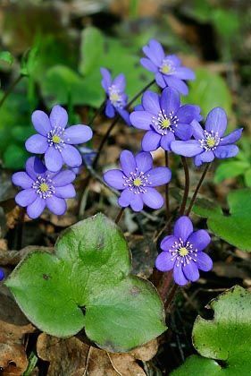 Liverleaf Flower, Anemone Hepatica, Perennials Low Maintenance, Hepatica Nobilis, Periwinkle Flower, Drought Tolerant Perennials, Flower Garden Plans, Woodland Flowers, Periwinkle Color