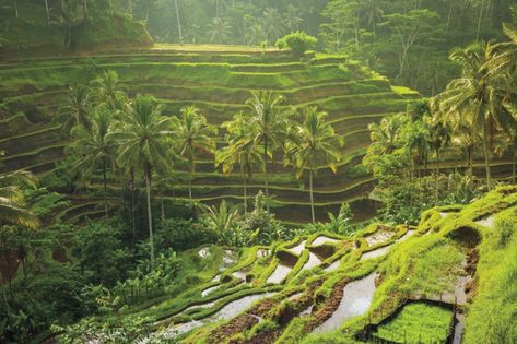 The rice terraces of Tegallalang. Lovina Bali, Bali Hotels, Bali Island, Rice Terraces, Ubud Bali, Denpasar, Seminyak, Lombok, Ubud