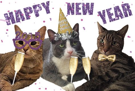 Cats celebrating new years New Year Cats Funny, Happy New Year Cat Funny, Happy New Year Cats, New Years Cat, Cat Happy New Year, Happy New Year Meme, Happy New Year Cat, Cat New Year, New Year Cat