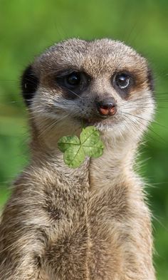 Meerkat Cartoon, Meerkat Funny, Meerkat Drawing, Meerkat Illustration, Cute Meerkat, Baby Meerkat, Cute Animal Tattoos, Tattoo Nature, Animals Tattoo