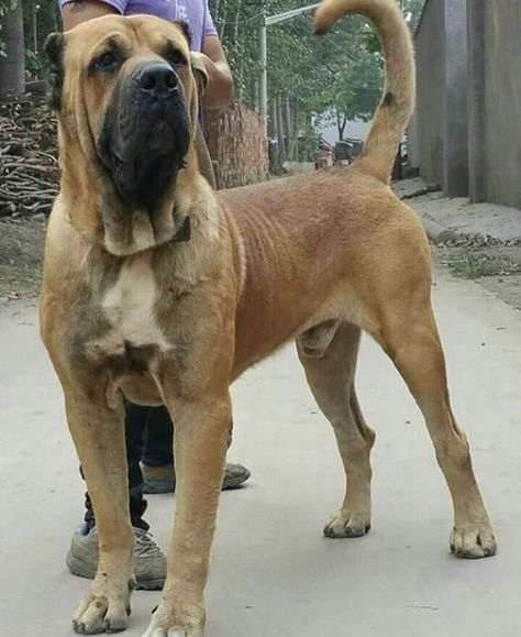 Sarabi Dog aka the Persian Mastiff Country of origin - Iran Livestock guardian/guardian breed Photos credit - The best dog breeds for guards and shepherd sheep and hunting Mastiff Aesthetic, Persian Mastiff, Sarabi Dog, Bully Kutta, Japanese Mastiff, Alabai Dog, Pets Stuff, Guardian Dog, Biggest Dog