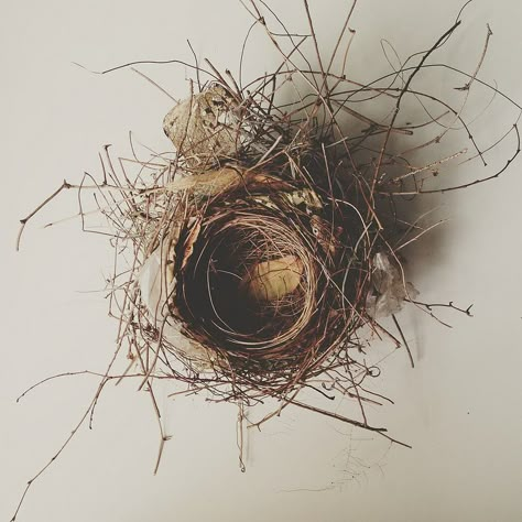 Found (Abandoned) Cardinal Nest by Lauren Mitchell Bird Nests Art, Bird Nest Painting, Cottage Details, Birds Eggs, Nest Art, Egg Nest, Birds Nests, Bird Nests, Collections Of Objects