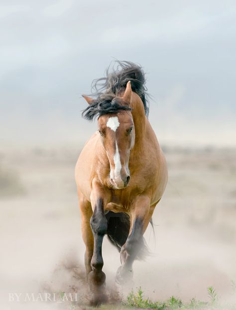 Bay stallion in dust Buckskin Mustang, Mustang Stallion, Bay Stallion, Buckskin Horse, Horse Running, Majestic Horse, Beautiful Horse, All The Pretty Horses, Horse Crazy