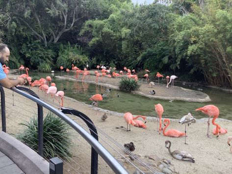 https://www.zoochat.com/community/media/flamingos-10-7-21.643399/full?lightbox=1&update=1680386762 Flamingo Exhibit, Zoo Ideas, Zoo Architecture, Habitat, Flamingo, North America, Planets, Architecture Design, Media