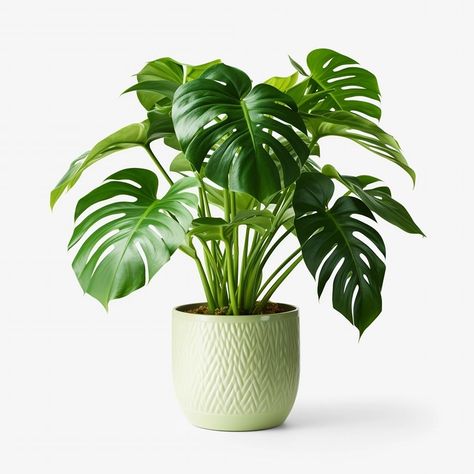 Sunday Spotlight: Meet our lovely Monstera Deliciosa! 🌱 This iconic plant thrives in bright, indirect light and adds a touch of tropical elegance to any space. Its large, fenestrated leaves make it a true statement piece. Have you ever had a Monstera at home? Share your photos with us! 📸 DM us to get yours and follow us for more updates!! #Montanaplantstudio #monsteradeliciosa #swisscheese #sunday People Love Me, Bright Indirect Light, Swiss Cheese Plant, Cheese Plant, Monstera Deliciosa, Water Me, Swiss Cheese, Photosynthesis, Clean Air