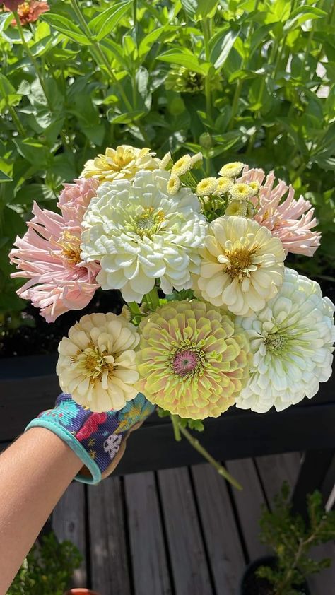 Zinnias Bouquet, Zinnia Bridal Bouquet, Wedding Flowers Zinnias, Queen Lime Blush Zinnia, Zinderella Zinnia, Queen Lime Orange Zinnia, Zinnia Bouquet, Zinderella Peach Zinnia, Orchid Flower