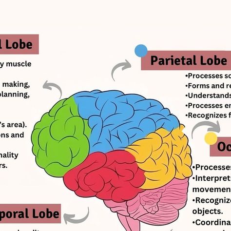 MedQuizZone on Instagram: "⬇️Save it for later ✔️ 🔻Follow @medquizzone for daily updates ✅ . . . . . . . . . . . . . . . . . . . . . . . . . . . . . . . . . . . . . . . . . . . . . . . . . . . . . . . . . . . . . . . . #FrontalLobe #TemporalLobe #OccipitalLobe #Cerebellum #Brainstem #Neuroscience #BrainHealth #MemoryFormation #VisualProcessing #MotorCoordination  #usmle #plab #nle #amc #haad #foryou #asmr #doctor #nurse #whitecoat #fyp #grow #StudyWithMe #fly #viralvideo #reels #reels #account #pmdc #dha" Brain Parts And Functions, Part Of Brain, Parietal Lobe, Brain Lobes, Brain Parts, Visual Information, Occipital Lobe, Visual Processing, Motor Coordination