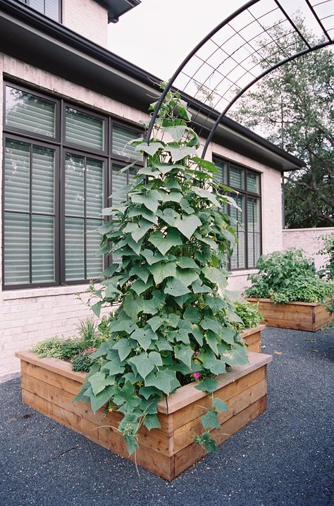 Tour a Formal Potager Kitchen Garden in West University Place in Houston, Texas — Rooted Garden Intensive Planting, Herbs Growing, Cherry Tomato Plant, Arch Trellis, Cedar Garden, Planter Beds, Organic Compost, Gardening Books, Plant Tags