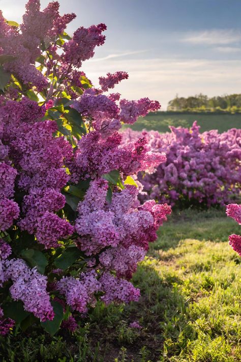 Pink trees with flowers Trees With Pink Flowers, Judas Tree, Pink Flowering Trees, Fast Growing Evergreens, Eastern Redbud, Lilac Tree, Lilac Blossom, Garden Growing, Sweet Perfume