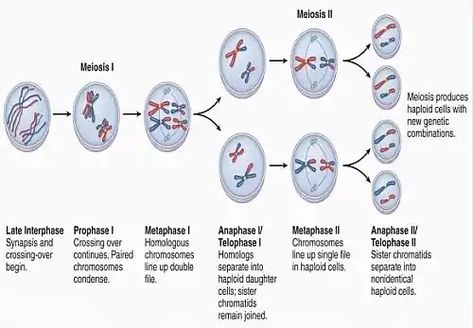 Photo of Meiosis Stages Meiosis 1 And 2, Meiosis Stages, Somatic Cell, Basic Anatomy And Physiology, Cell Division, Graphic Design Infographic, Medical School Studying, Twitter Header Photos, High School Science