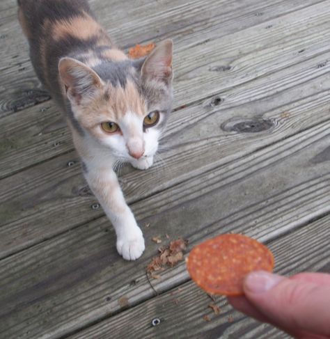 First time the dilute calico stray cat took food from my hand! Dilute Calico Kitten, Dilute Calico Cat Aesthetic, Diluted Calico Cat, Stray Cat Aesthetic, Dilute Calico Cat, Cats Walking, Dilute Calico, Cat School, Calico Cats