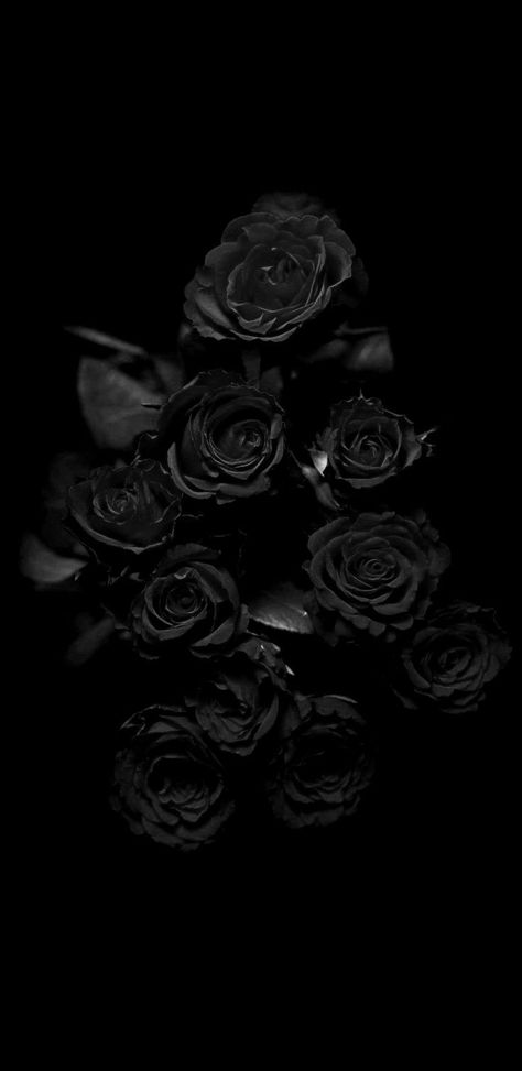 Mate Black Wallpaper Aesthetic, Black Rose Wallpaper Iphone, Black Rose Wallpaper Aesthetic, Black Rose Flower Aesthetic, Black Rose Aesthetic Dark, Black Ombre Wallpaper, John 13 7 Wallpaper, Ear Wallpaper Iphone, Rose Wallpaper Aesthetic