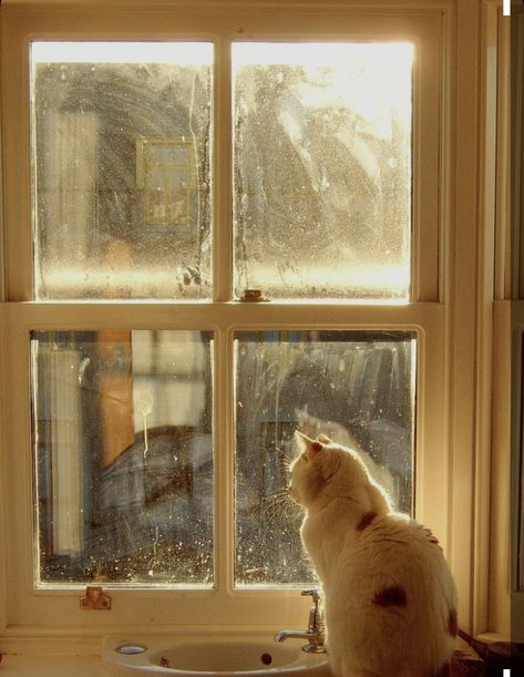 Window Photography, Cats 101, Cat Window, Cat Pose, Looking Out The Window, Cat Photography, Cats Illustration, Cat Sitting, Cat Portraits