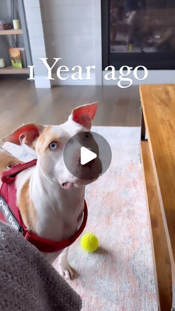 JAMES COBURN on Instagram: "today is my birthday and for my birthday I’d like you to share this video to your story and also to donate something to your local shelter. These are my wishes so you have to do them….. (use share button only please, no reposting apps they hurt our account)   It’s been just about one year since we made the decision to adopt a second deaf dog and it was a decision that has brought so much joy into our life. We were nervous about adopting differently abled animals, and Milkshake took a lot of time and work before she was comfortable in her new home, but today we are so happy together. Every animal is different, and has their own traumas, their own challenges. While we found these dogs very capable and easy to work with, some animals require more.  Please adopt res James Coburn, Differently Abled, Deaf Dog, Share Button, Today Is My Birthday, Happy Together, My Birthday, Animal Rescue, Your Story