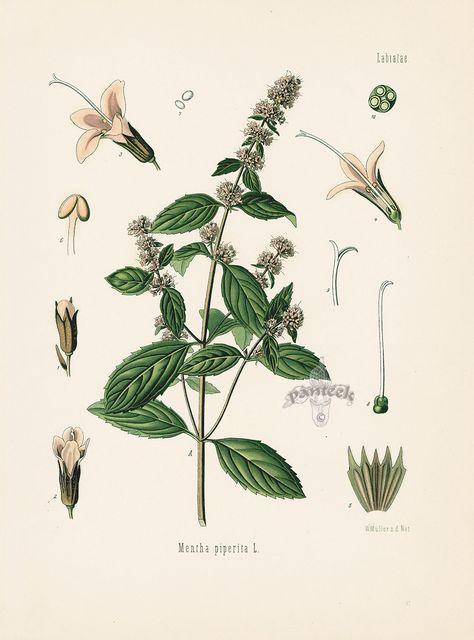 Peppermint, Mentha piperita from Antique Herbal Prints of Nutmeg, Sassafras, Pepper, Cinnamon, Mint, Thyme by Kohler 1898 Large Blank Wall, Free Botanical Prints, Peppermint Oil Uses, Peppermint Tea Benefits, Thyme Plant, Peppermint Plants, Tea Illustration, Mountain Rose, Mountain Rose Herbs