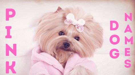 If you are feeling blue because you can’t find the perfect name for your pup, you’ll be tickled pink when you check out this list! From the names of pretty pink-petaled flowers to pop culture figures that are linked to the color pink in the public eye, we’ve fetched a number of potential pink dog names … This post first appeared in DogTipper.com. Link to original post: 80+ Pink Dog Names You’ll Be Tickled Pink to Consider Girly Dog Names, Stuffed Animal Names, Girl Dog Names, Cute Names For Dogs, Pink Names, Pink Poodle, Pink Animals, The Color Pink, Pink Vibes