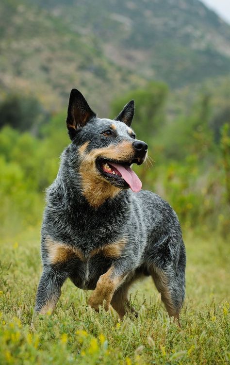 Cattle Dog Puppy, Herding Dogs Breeds, Austrailian Cattle Dog, Blue Heeler Puppies, Heeler Puppies, Dog Line Art, Blue Heelers, Blue Heeler Dogs, Dog Red