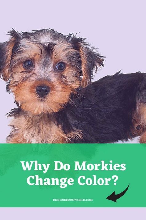 Does your Morkie look different as the months go by? Is his fur changing color? Read to find out all you need to know about whether a Morkie can change color. Morkie Haircut Hairstyles Teddy Bears, Morkie Haircut Hairstyles, Morkie Haircut, Morkie Haircuts, Morkie Dogs, Designer Dogs Breeds, Maltese Yorkie, Dog Kennel Designs, Morkie Puppies