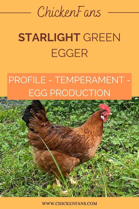 Starlight Chicken, Prairie Bluebell Egger Chicken, Starlight Green Egger Chicken, Small Chicken Breeds, Pullets Chickens, Chicken Egg Colors, Easter Egger Chicken, Chicken Facts, Chicken Flock