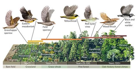 Bird Habitat Architecture, Forest Ecology, Architectural Sections, Ecology Art, Ecological Succession, Landscape Diagram, Landscape Architecture Diagram, Landscape Architecture Graphics, Keystone Species