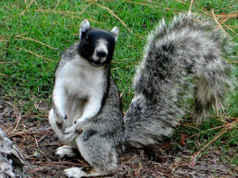 https://flic.kr/p/5udEUT | Fox Squirrel | This is a resident fox squirrel in Daufuskie Island, SC- small island between Hilton Head South Carolina, and Savannah Georgia. Squirrel Species, Fox Squirrel, Squirrel Pictures, Squirrel Art, Squirrel Funny, Flying Squirrel, Savannah Georgia, Cute Squirrel, Unusual Animals