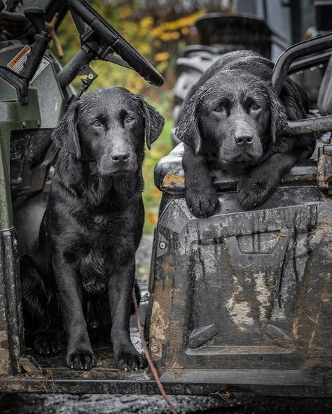 Duck Hunting Dogs, Dog Pond, Hunting Photography, Dog Hunting, Hunter Dog, Palmetto Moon, Nike Wallpapers, Quail Hunting, Black Dogs