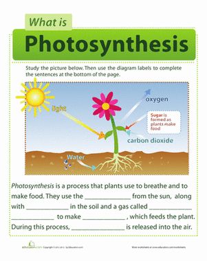 First Grade Life Science Worksheets: Photosynthesis for Kids Photosynthesis Activities, Photosynthesis Worksheet, Grade 3 Science, Photosynthesis And Cellular Respiration, Plants Worksheets, 7th Grade Science, Kid Science, 4th Grade Science, Plant Science