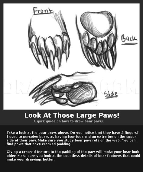 Bear Face Drawing, Bear Reference, Bear Character Design, Paw Drawing, Bear Sketch, Bear Drawing, Bear Character, Brother Bear, Black Bears