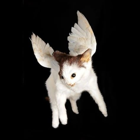 Cat With Wings, Strange World, Taxidermy Art, Vulture Culture, Psy Art, Curious Creatures, Bird Wings, Arte Inspo, Weird World