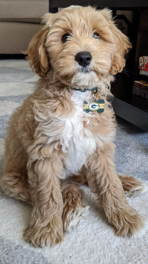 Mini Goldendoodle Puppies, Teddy Bear Dog, Cockapoo Puppies, Labradoodle Puppy, Super Cute Puppies, Mini Goldendoodle, Cute Animals Puppies, Cute Dog Pictures, Puppies And Kitties