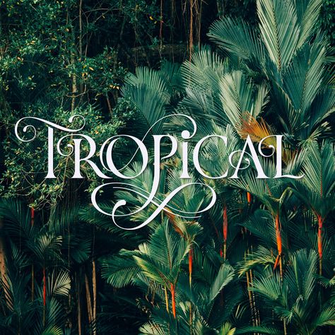 Tropical: Hand Lettering with Flourishes by Sandra Brezina Expressive Lettering, Flourish Design, Illustration Typography, Gift Cards & Certificates, Block Letters, Letter Design, Script Lettering, School Help, Space Architecture