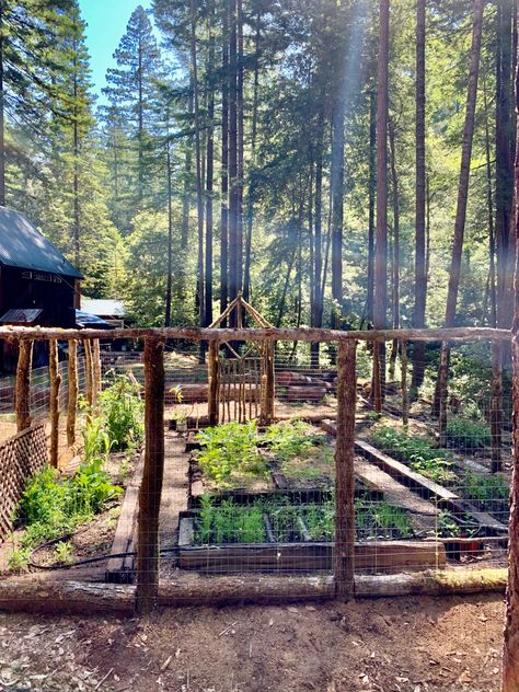 Veg Garden Fence, Vegetable Garden In The Woods, Farm In Forest, Garden In Mountains, Forest Garden Aesthetic, Pine Forest Garden, Forest Vegetable Garden, Gardening In The Woods, Homestead In The Woods