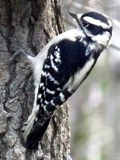 The Downy Woodpecker may be the most familiar woodpecker in North America. It occurs throughout North America where woodlands are found, being absent only from tundra regions of Canada and Alaska, and from southern Texas. Downey Woodpecker, Bird Painted Rocks, Yard Trees, Wild Animals Videos, Florida Wildlife, Downy Woodpecker, Birds Feathers, Types Of Birds, Wild Kingdom