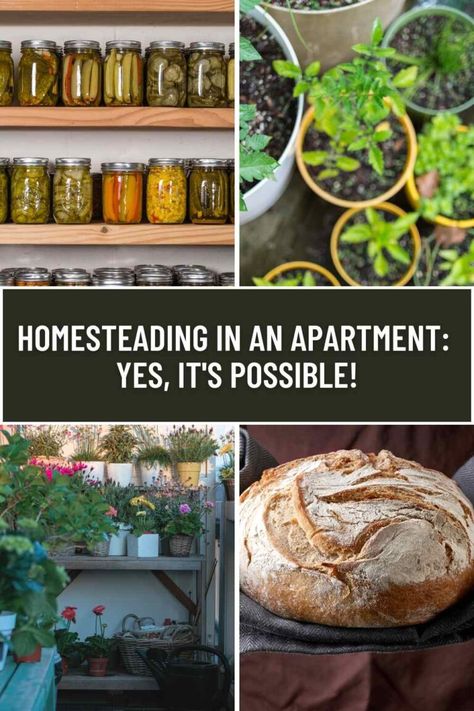 Homesteading in an Apartment: Yes, It's Possible! 3 Homesteading Apartment, Apartment Homestead, Homesteading In The City, Off Grid Homestead Sustainable Living, Urban Homestead, Homestead In An Apartment, Small Homestead, Apartment Homesteading, Small Beginner Homestead