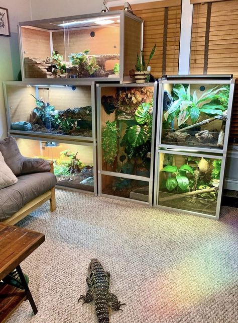 Diy Tegu Enclosure, Stackable Reptile Enclosure, Reptile Bedroom Ideas, Reptile Room Setup, Reptile Room Ideas, Tegu Enclosure, Reptile Setup, Zen Habitats, Zen Habitat