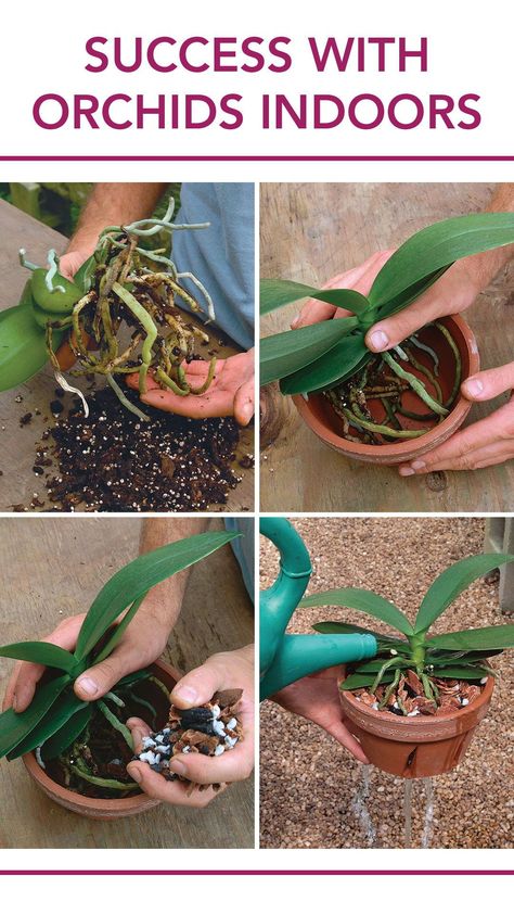 These prized plants prefer filtered light, fluctuating temperatures, and not too much water. Houseplant Ideas, Green Roots, Orchid Potting Mix, Orchid Phalaenopsis, Repotting Orchids, Orchids In Water, Indoor Orchids, Orchid Plant Care, Orchid Roots