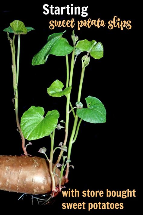 Sprouted Sweet Potato, Growing Sweet Potatoes From Sweet Potato, Starting Sweet Potato Slips, How To Start Sweet Potato Plants, How To Grow Sweet Potato Vines, Sweet Potato Plants In Pots, Grow Sweet Potatoes From Scraps, Planting Sweet Potato Slips, Sweet Potato Slips How To Grow