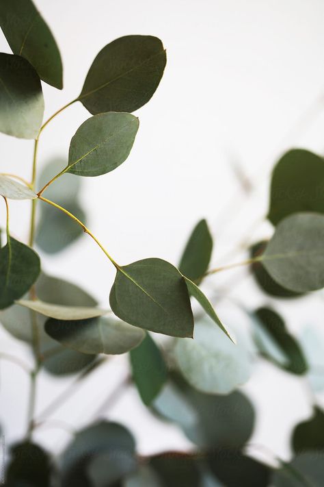 Fresh Eucalyptus Branches Against A White Background by ALICIA BOCK - Stocksy United Eucalyptus Aesthetic, Aesthetic Tips, Fresh Eucalyptus, Eucalyptus Branches, Plant Wallpaper, Plant Aesthetic, Phone Wallpaper Images, Jolie Photo, White Aesthetic