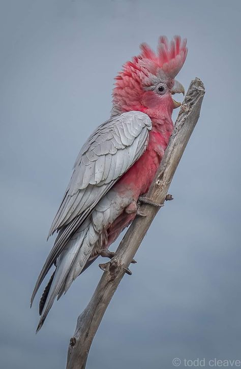 Pink Cacatoo, Cockatoo Art, Galah Cockatoo, Pink Cockatoo, Bird Breeds, Animal References, Australian Native, Tropical Birds, Beautiful Animals