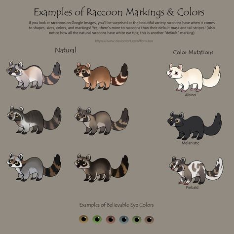 Raccoon Drawing, Cat Anatomy, Warrior Cat, Animal Sketches, Creature Concept Art, Cute Animal Drawings, Warrior Cats, Cat Drawing, Creature Design