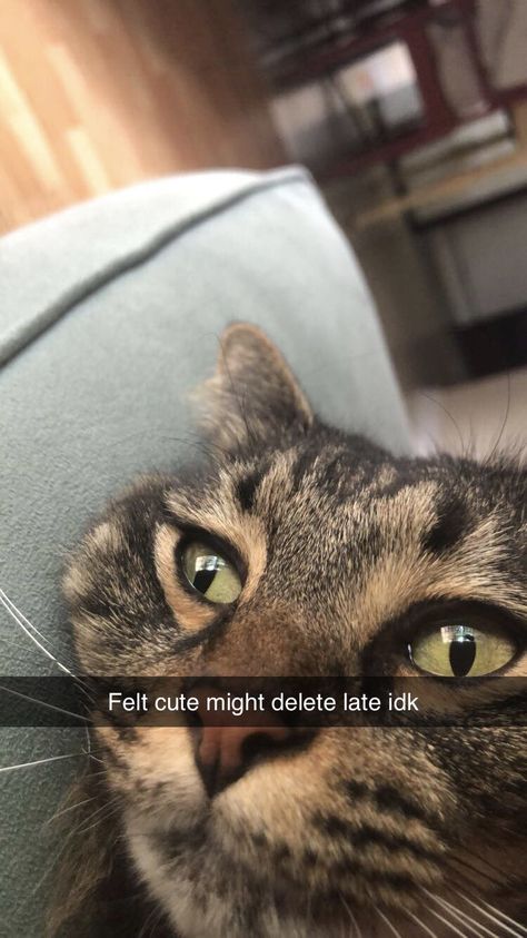 Felt cute might delete later. Felt Cute Might Delete Later Funny, Feeling Cute Might Later, Today Meme, Felt Cute Might Delete Later, Late Meme, Random Cat, Funny Feeling, Cat Photos, Im Going Crazy