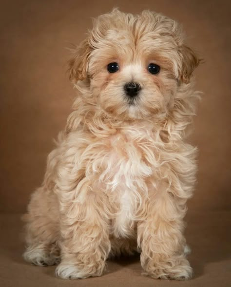 Poodle Cute, Puppy Teacup, Tattoo Animals, Cute Fluffy Puppies, Teacup Puppy, Tiny Puppy, Cavachon Puppies, Cute Fluffy Dogs