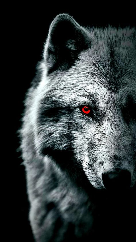 Magical Wolf, Wild Animal Wallpaper, American Werewolf In London, Lion Photography, Wolf Images, Wolf Photography, Wolf Face, Wolf Photos, Wolf Spirit Animal