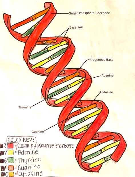 Have your kids ever made an edible DNA model out of candy? A candy DNA model is a fun way to teach kids about DNA and genetics. This edible science project is a fun edible STEM activity for kids that your family will love. Use it as part of a homeschool STEM curriculum. Dna Science Project, Dna Lesson, Dna Model Project, Dna Worksheet, Edible Stem, Edible Science, Homeschool Stem, Dna Project, Stem Curriculum