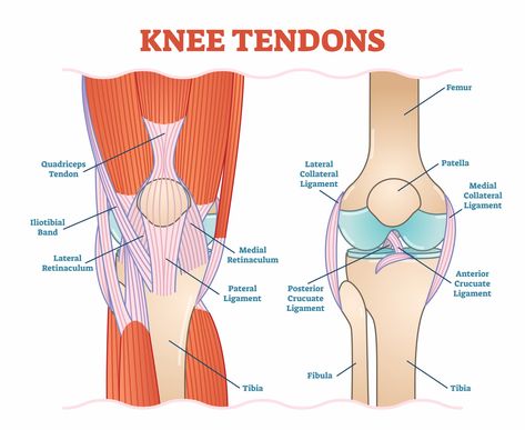 Muscles and Tendons Anatomy & Function Make an enquiry Flexors Movement Flexors Seven muscles flex the knee; semi-tendinosis, semi-membranosis, biceps femoris, sartorius, gracilis, popliteus, gastrocnemius The semi-tendinosis, semi-membranosis and biceps femoris muscles are collectively known as the hamstrings and all originate from the ischial tuberosity of the pelvis. All the knee flexors except for the… Anatomical Diagram, Anatomy Of The Knee, Meniscus Surgery, Human Knee, Medical Vector, Muscle Anatomy, Medical School Studying, Knee Surgery, Medical Anatomy