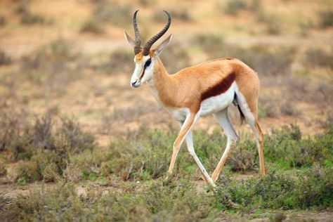 Creature Creation, Different Breeds Of Cats, Visual Vocabulary, Kalahari Desert, African Antelope, Desert Animals, List Of Animals, All About Animals, Animal Photos