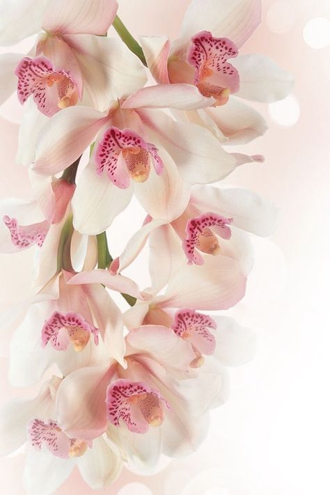 blossoms Orchid Wallpaper, Beautiful Orchids, Orchid Flower, Wallpaper Iphone Cute, Love Flowers, Flower Wallpaper, Pretty Flowers, Pink And White, Flower Power