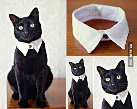 Diy Pet Costumes, Katt Diy, Katt Grejer, Kat Diy, Akita Dog, A Black Cat, Cat Crafts, Cat Costumes, Pet Costumes